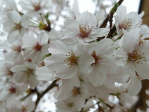 DSC_3105 (1)