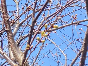 河津桜の蕾